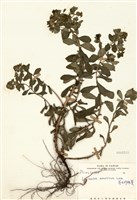 藏品(茅毛珍珠菜)的圖片